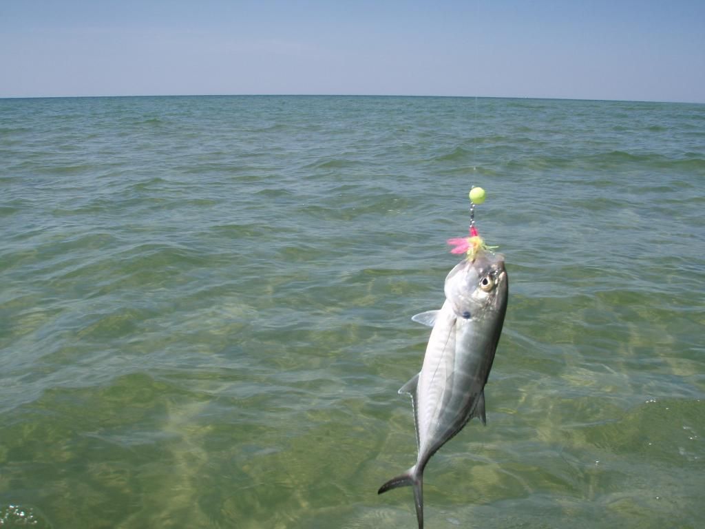 Sight fishing Horn Island 7/30/14 Mississippi Hunting and Fishing Forums