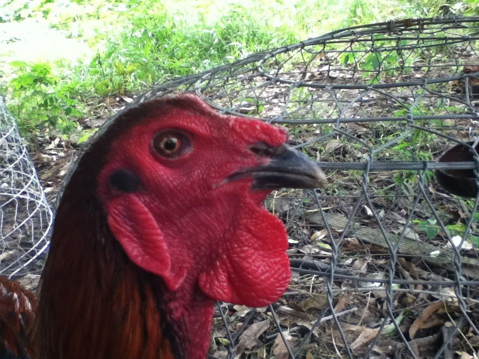 Gà nòi đá tiền cho ae đá Tết..... - 6