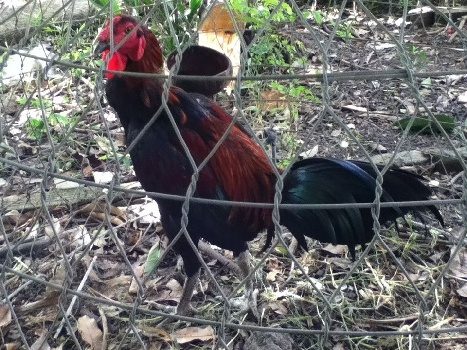 Gà nòi đá tiền cho ae đá Tết..... - 4