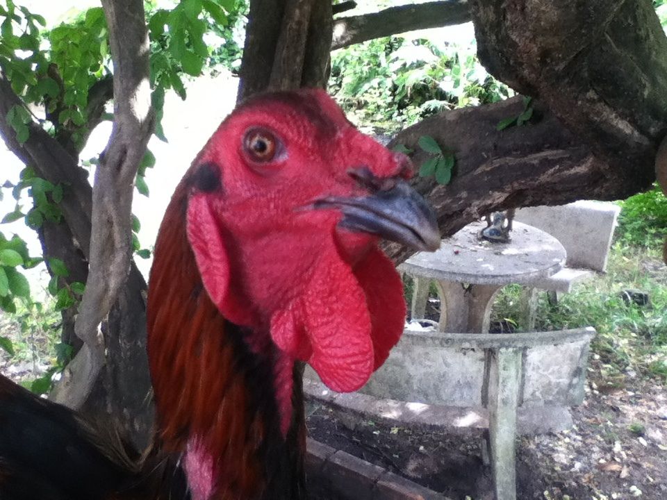 Gà nòi đá tiền cho ae đá Tết..... - 5