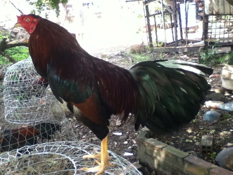 Gà nòi đá tiền cho ae đá Tết.....