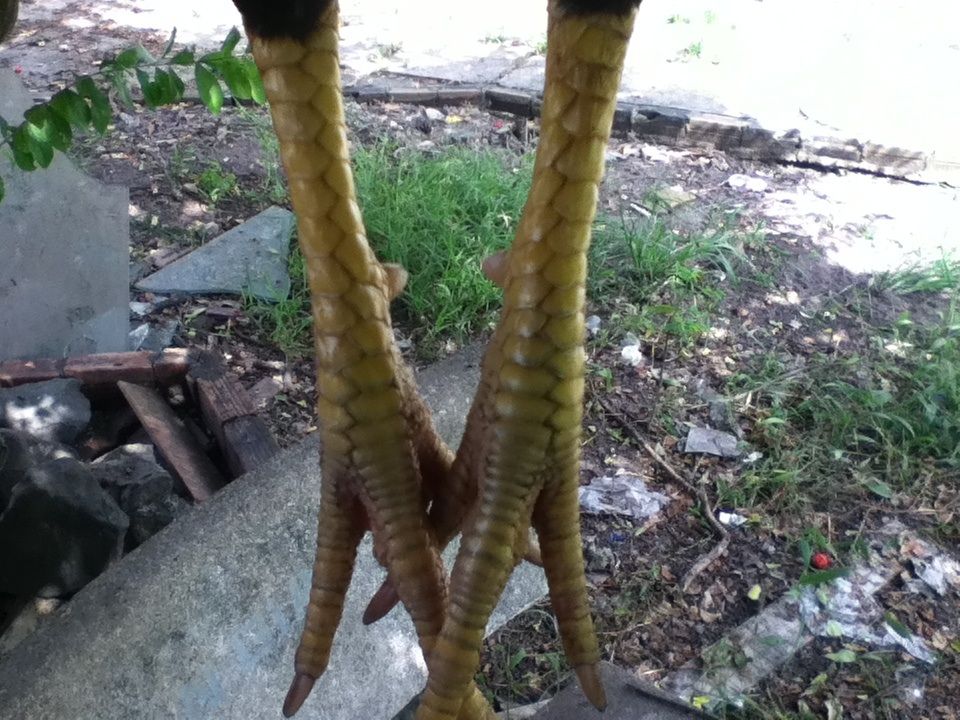 Gà nòi đá tiền cho ae đá Tết..... - 1