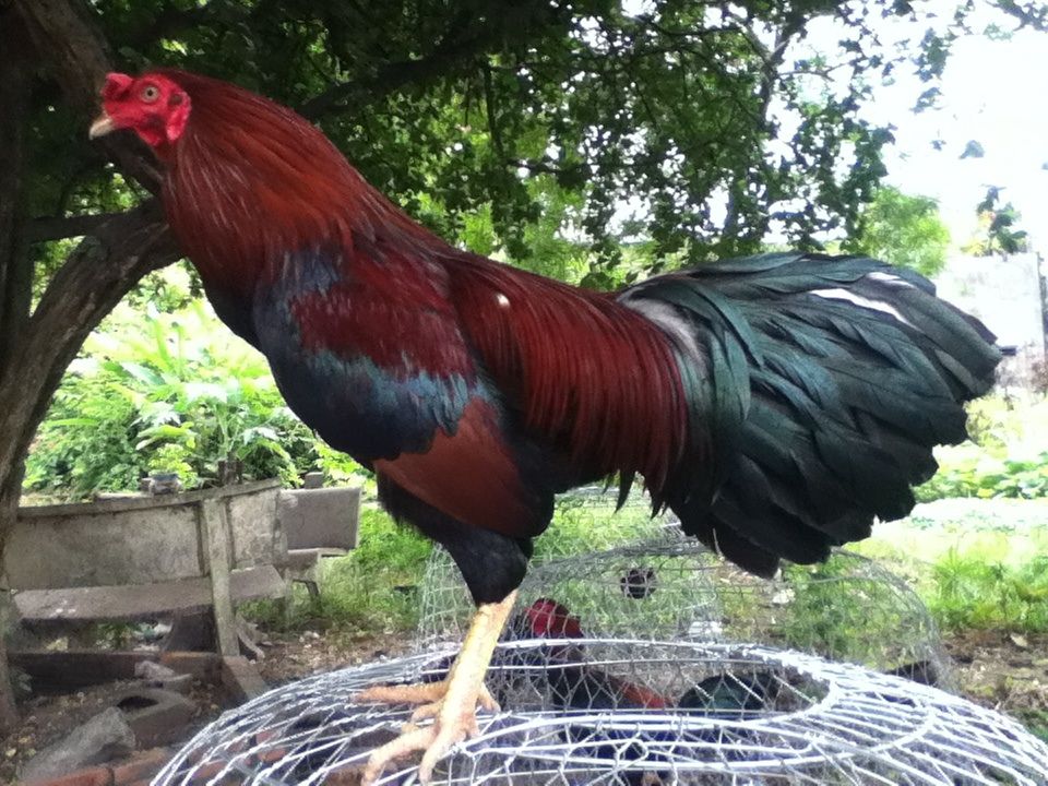 Gà nòi đá tiền cho ae đá Tết..... - 2