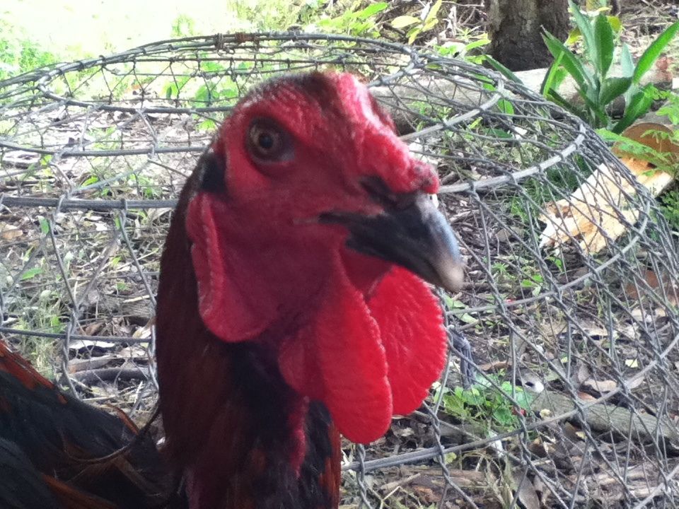 Gà nòi đá tiền cho ae đá Tết..... - 7