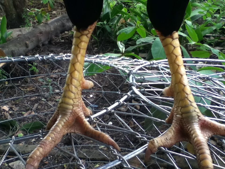 Gà nòi đá tiền cho ae đá Tết..... - 3