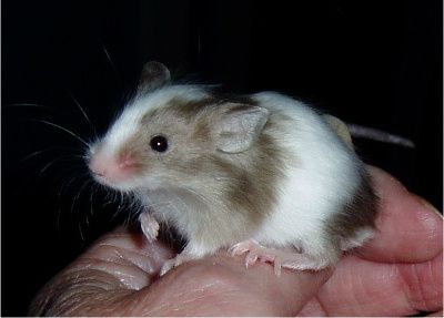 Fancy Mice Breeders View Topic The Long Haired Thread