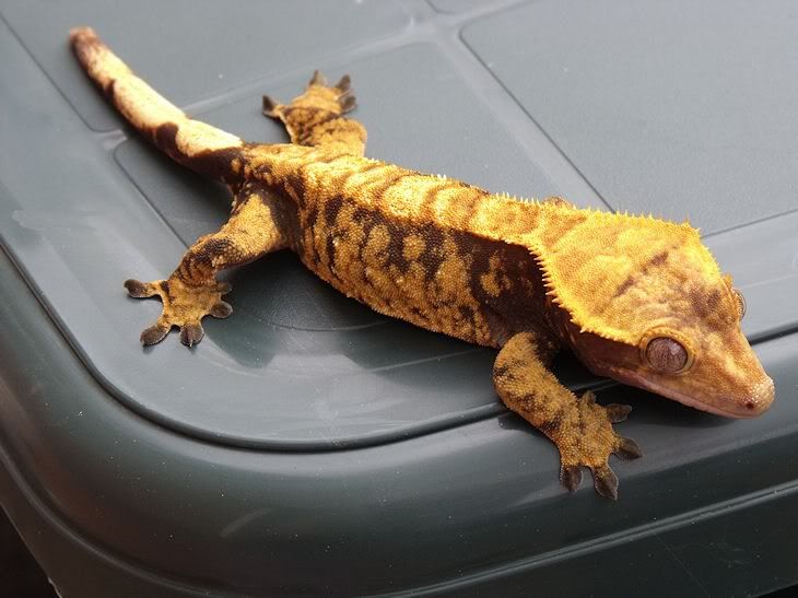 Crested Gecko name ideas please! Reptile Forums