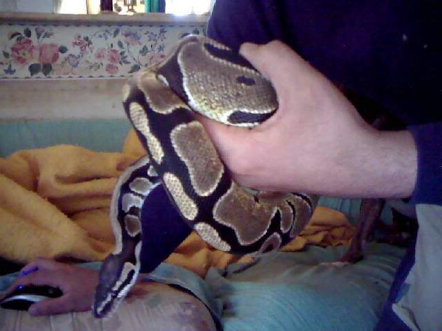 BallPython.jpg
