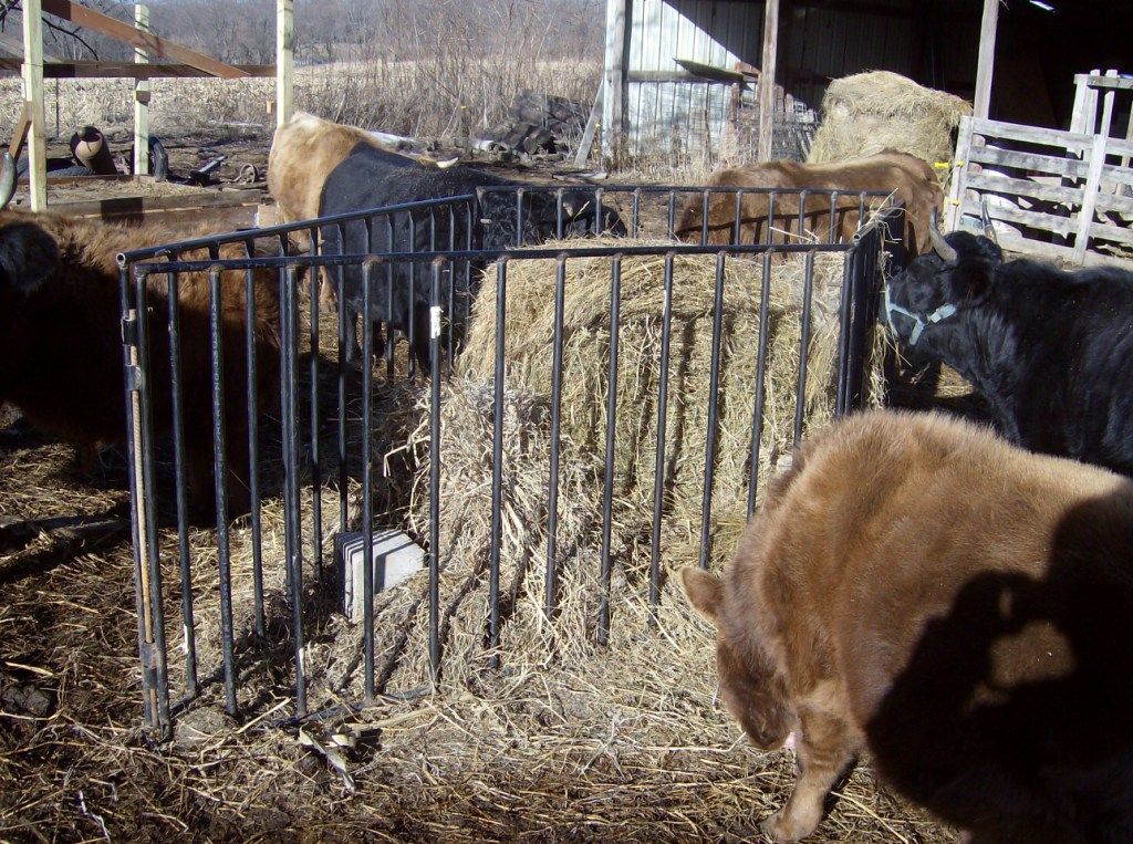 hay feeder Irish Dexter Cattle