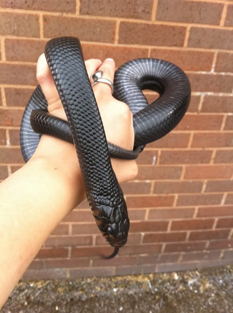 SW England Eastern/ Florida Indigo Snake for Sale Reptile Forums