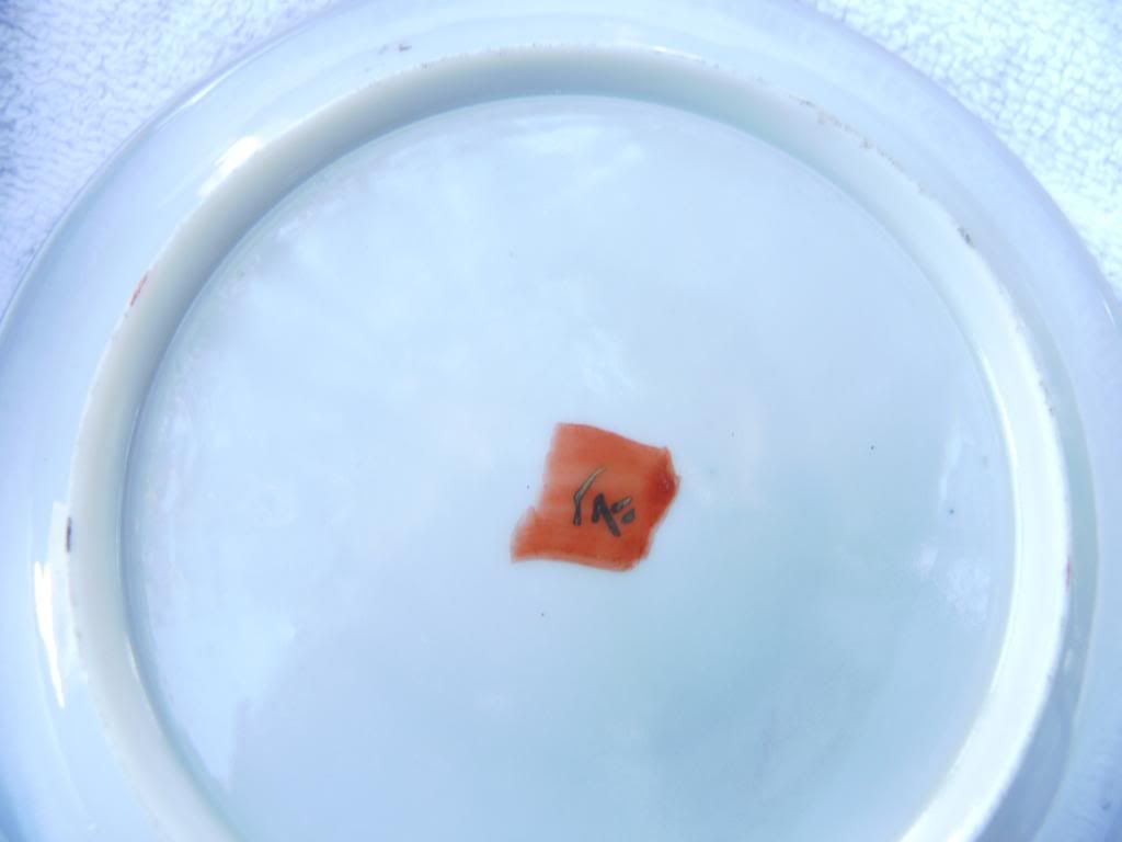  photo SAM_1514_zps6f8705af.jpg