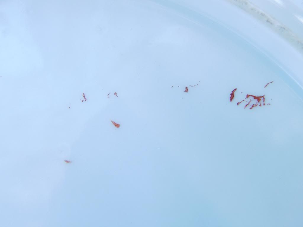  photo SAM_1516_zpsf5f2ab23.jpg