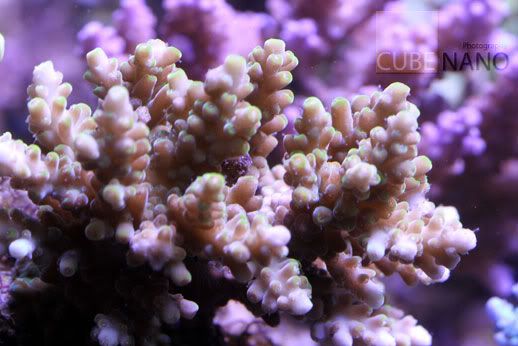 pink-green-tip-acro.jpg