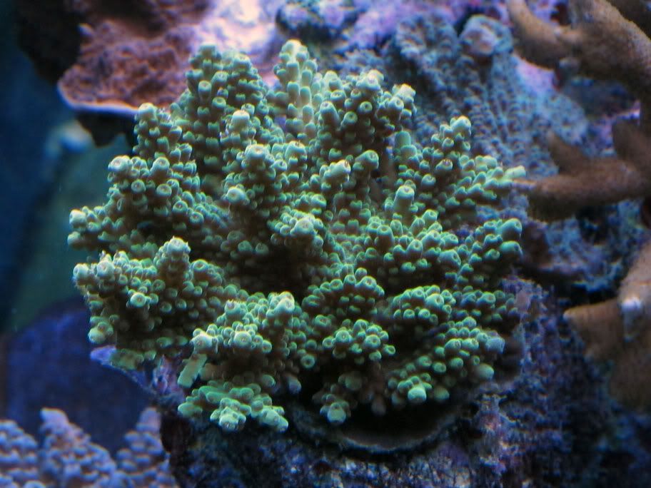 another-green-acro.jpg