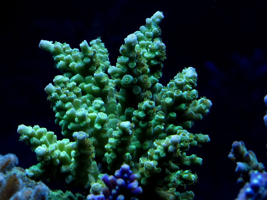 green-acropora.jpg