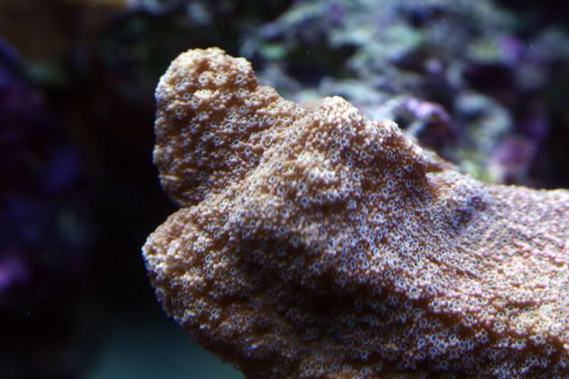 montipora.jpg