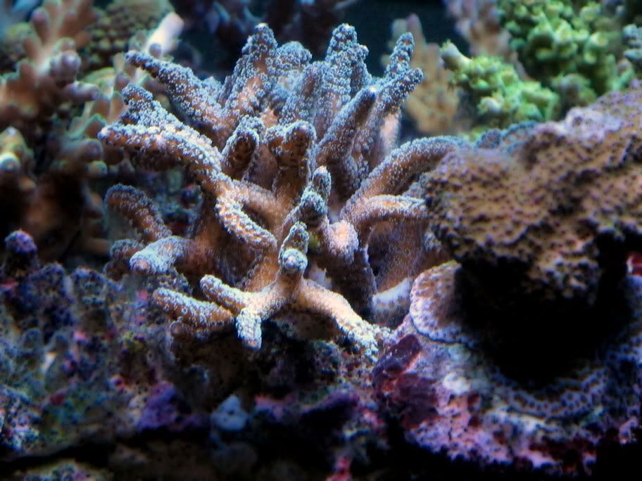 pocillopora.jpg