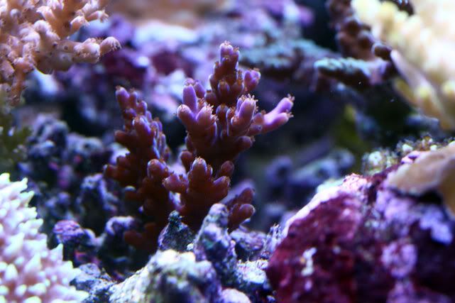 purple-acro.jpg