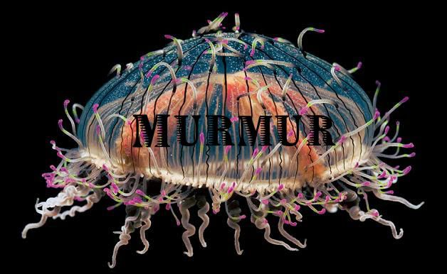 jellyfish-colorful.jpg