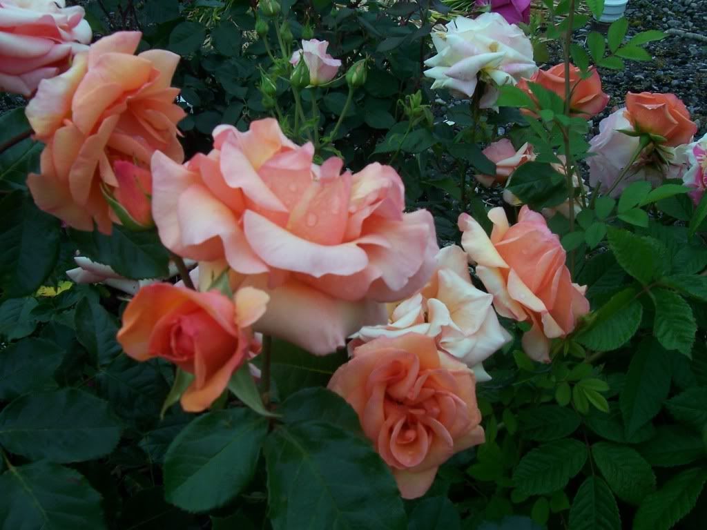 a garden of roses photo: roses in garden rosesingarden.jpg