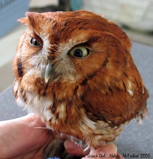 hungover-owls-15.jpg