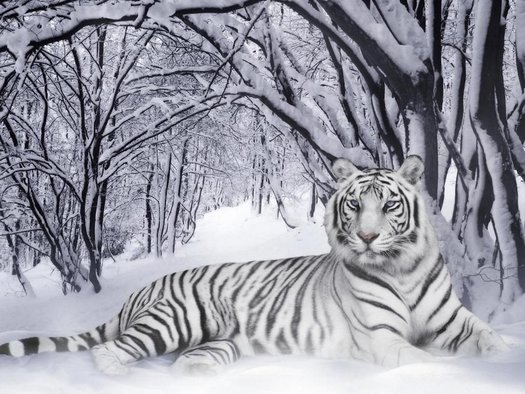 tiger Pictures, Images and Photos