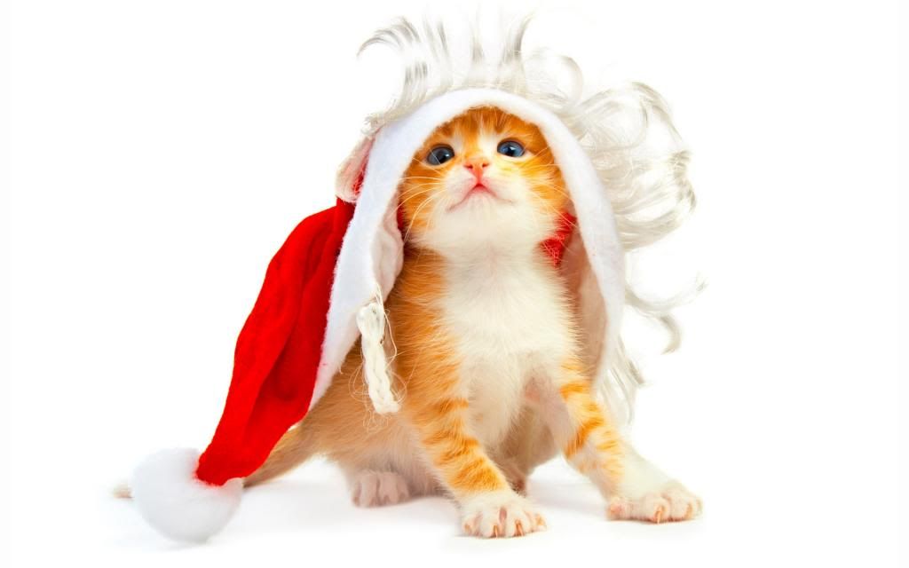 Christmas photo cats_christmas_cat_desktop_1920x1200_hd-wallpaper-865851_zps2d4408c6.jpg