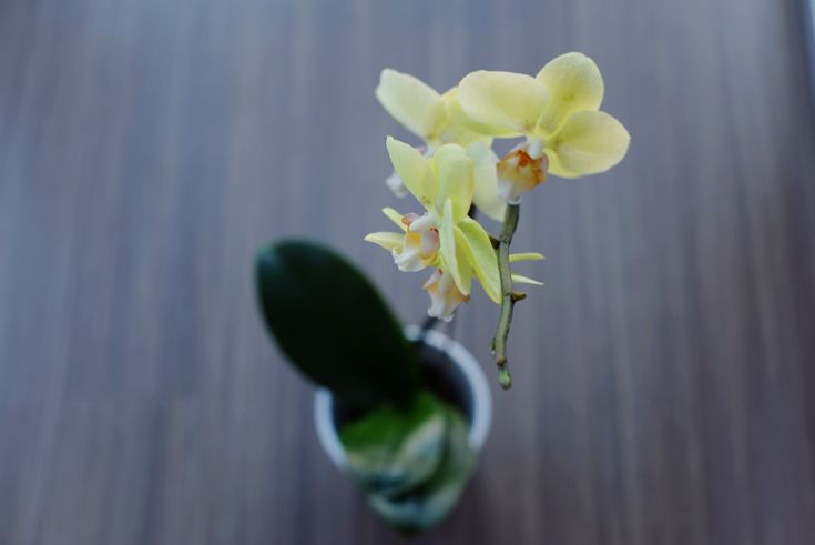orchids-things-i-love photo Orchids-Things-I-Love_zpsc1bed23e.jpg