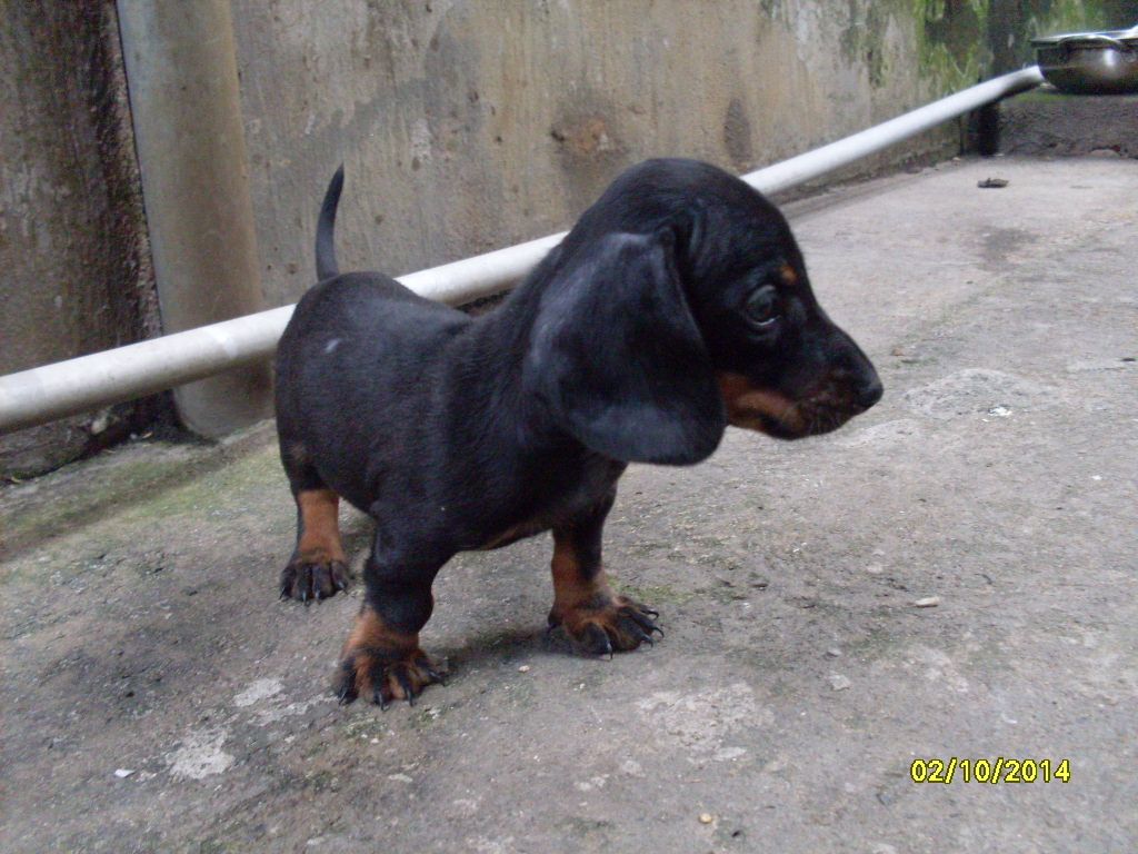 Chó Phú Quốc màu socola , lạp xưởng vàng đen - 4