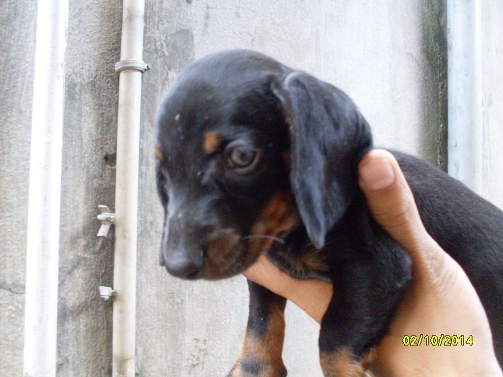 Chó Phú Quốc màu socola , lạp xưởng vàng đen - 3