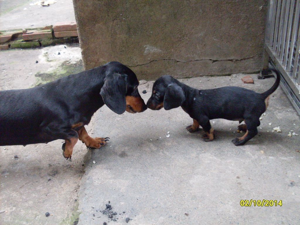 Chó Phú Quốc màu socola , lạp xưởng vàng đen - 5