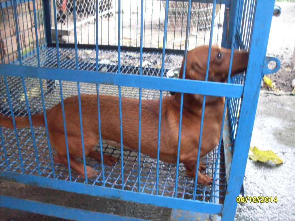 Chó Phú Quốc màu socola , lạp xưởng vàng đen - 6