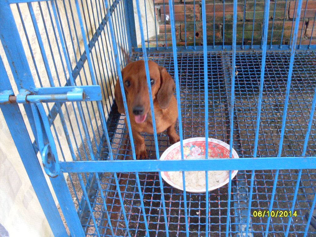 Chó Phú Quốc màu socola , lạp xưởng vàng đen - 7