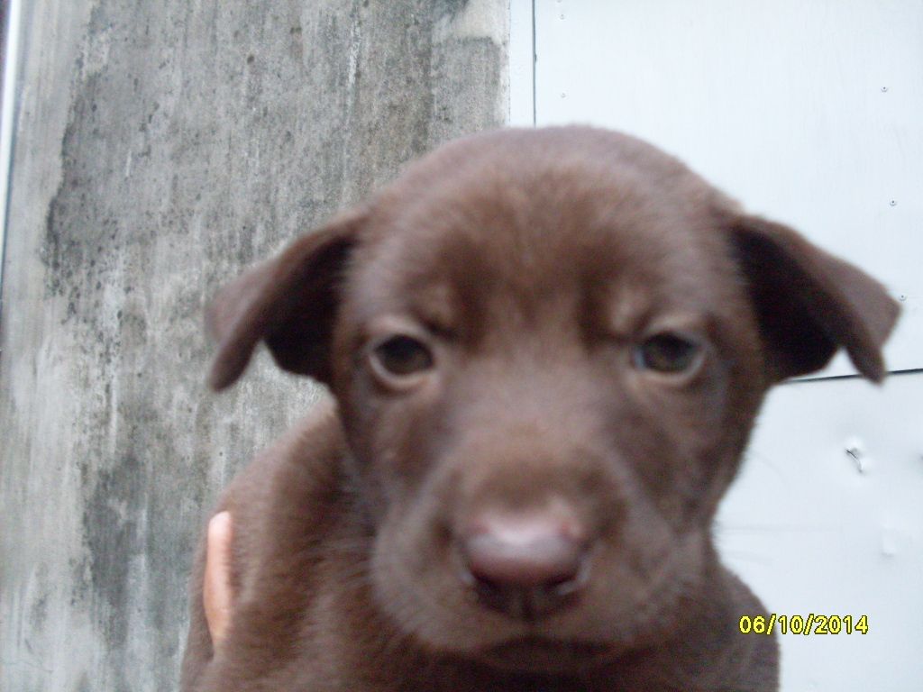 Chó Phú Quốc màu socola , lạp xưởng vàng đen - 1