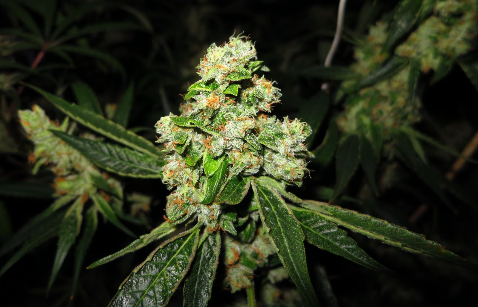 Favorite Kush Strain..? Want to grow my first kush... Rollitup