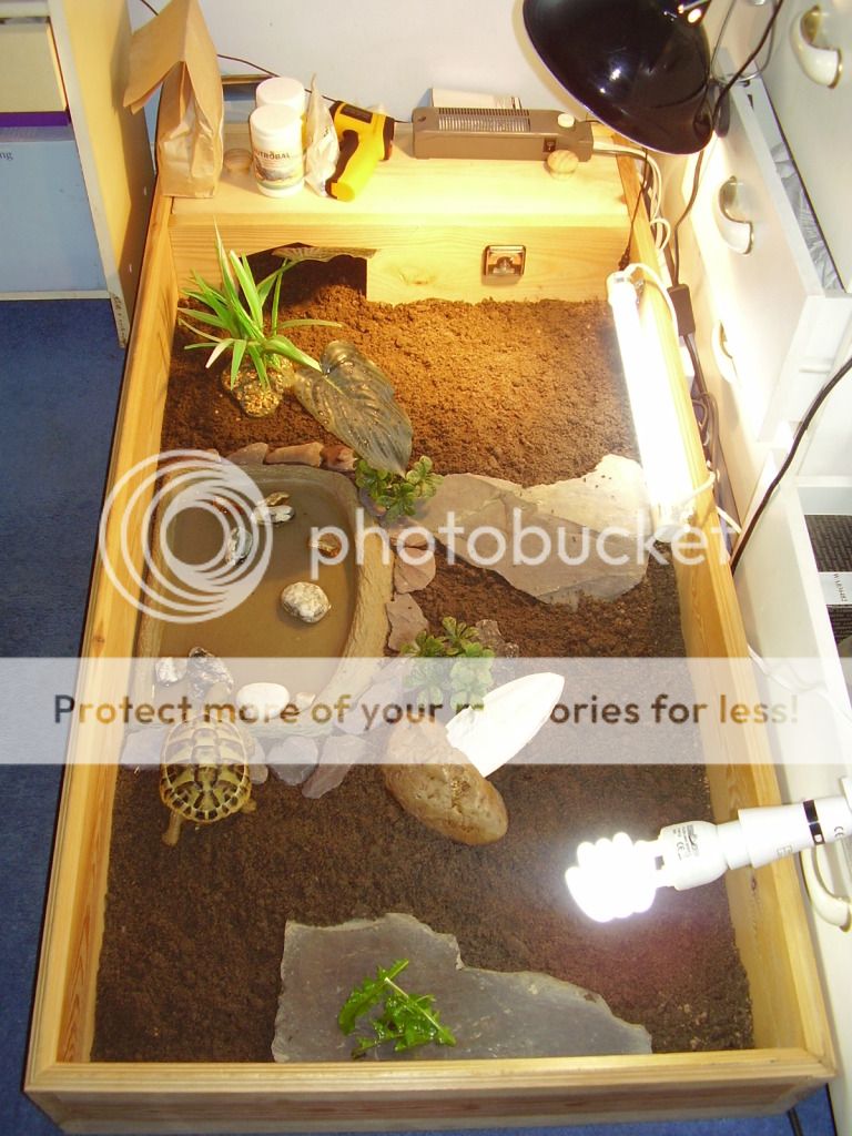 Norman The Hermann's And His Home.... - Indoor Enclosures - Tortoise Forum