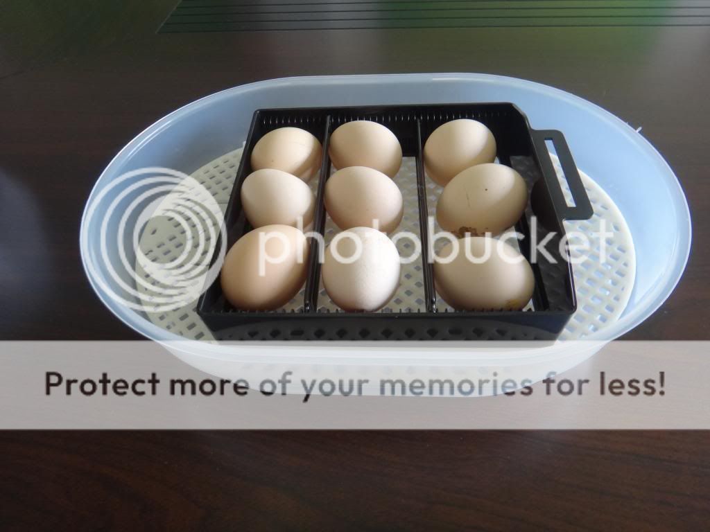 Automatic Egg Incubator Chicken Incubator Poultry Reptile Harcher Candler Gift